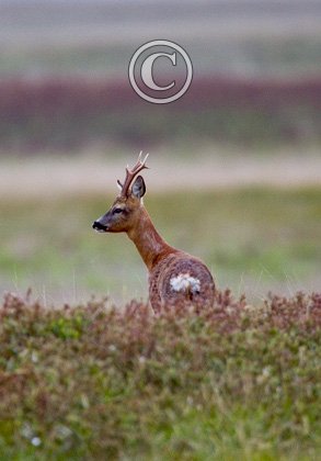 Roe Deer Buck DM1107